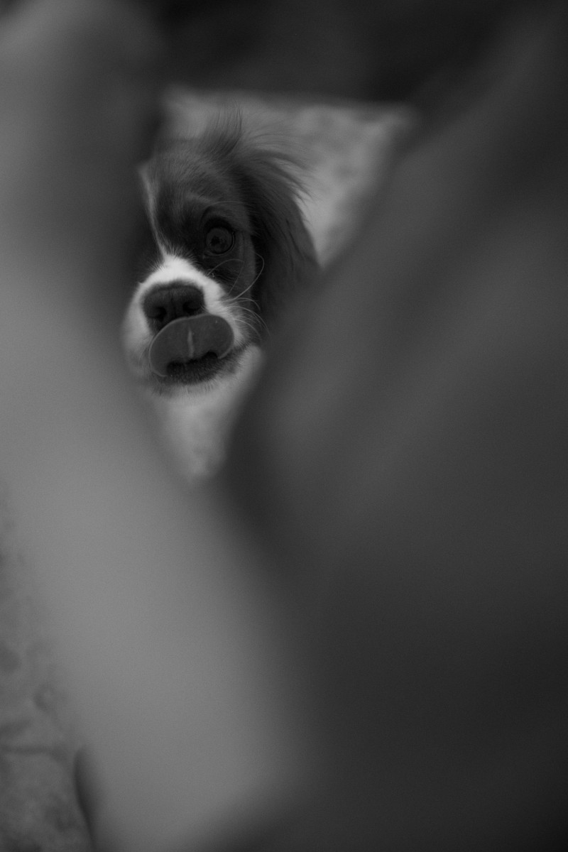 Dog Photograph
